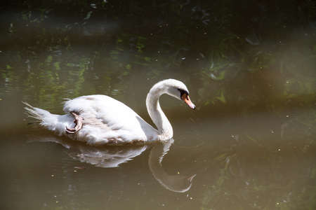 White Swan in the Chiang Mai Zoo, Thailand.の写真素材