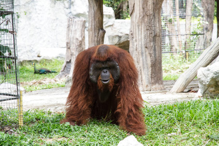 Orangutan in the Chiang Mai Zoo, Thailand.