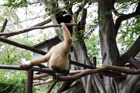 Gibbon in Chiang Mai Zoo, Thailand.の写真素材