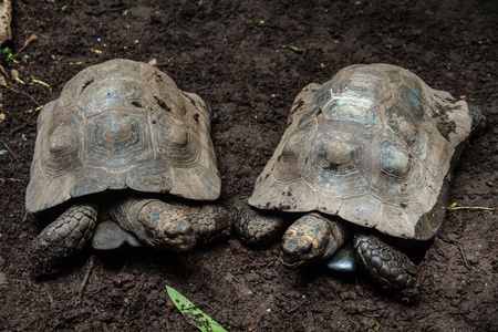Turtle in the Chiang Mai Zoo, Thailand.の写真素材