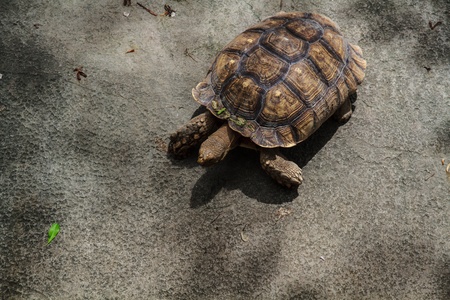 Turtle in the Chiang Mai Zoo, Thailand.の写真素材
