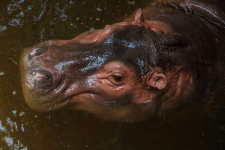 Hippo in the Chiang Mai Zoo, Thailand.の写真素材