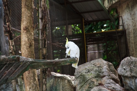 White macaw parrot in a zoo in Chiang Mai, Thailand.の写真素材