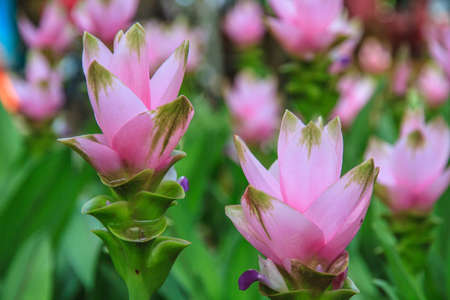 Siam Tulip flower background green plant.の写真素材