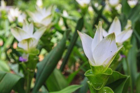 Siam Tulip flower background green plant.の写真素材