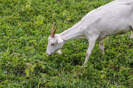 Grazing goats and green plants.の写真素材