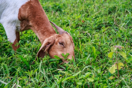 Grazing goats and green plants.の写真素材