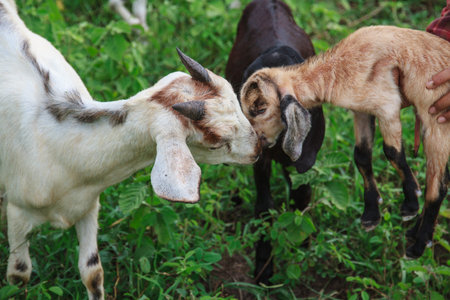 Grazing goats and green plants.の写真素材