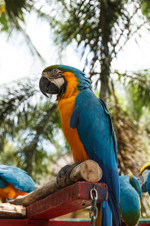 Macaw parrot majestic, Nong Nooch Tropical Garden, Pattaya, Thailand.