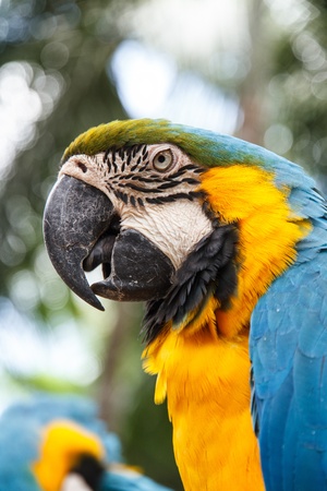 Parrots are angry, Nong Nooch Tropical Garden, Pattaya, Thailand.の写真素材