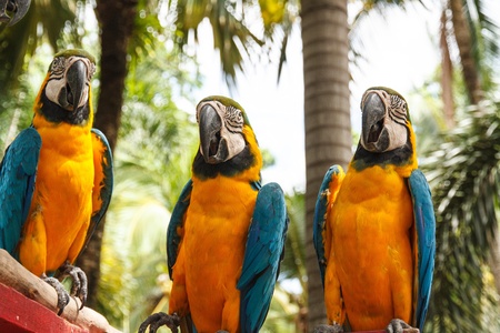 Macaw parrot majestic, Nong Nooch Tropical Garden, Pattaya, Thailand.の写真素材