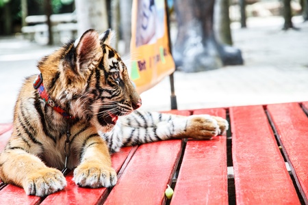 Tiger in the zoo, Chained no freedom の写真素材