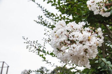 White flowers with a beautiful garden background.