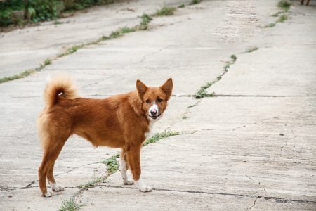 Thailand dog species color brown and white の写真素材