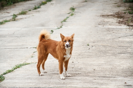 Thailand dog species color brown and white の写真素材