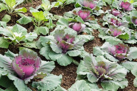 Purple cabbage on the Botanical Garden Doi Inthanon, Chiang Mai Thailand の写真素材