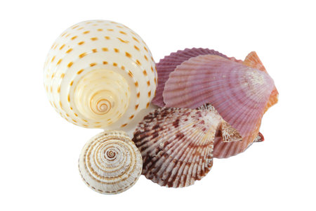 Seashell for souvenir on white background.