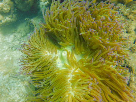 Sea anemone coral on gulf of Thailand.の写真素材
