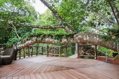 Old big tree for resting to relax in nature の写真素材