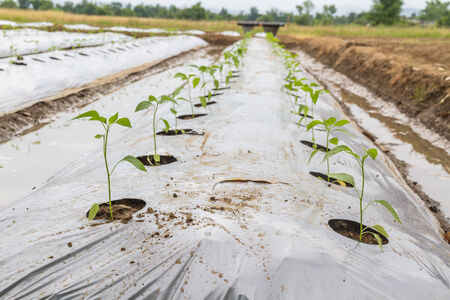 Planting seedlings in agricultural plots, using a plastic cover earth の写真素材