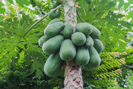 Papaya tree and green papaya fruit in nature 