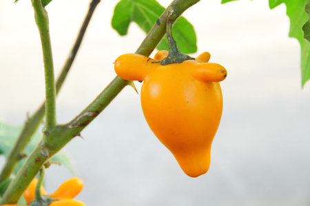 Nipple fruit, The scientific name Solanum mammosum L.の写真素材