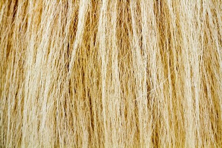 Yellow and brown fur tail horse texture as backgroundの写真素材