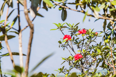 Rhododendron arboreum flower on Kew Mae Pan Nature Trail, Doi Inthanon National Park, Chiang mai, Thailand.の写真素材
