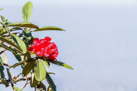 Rhododendron arboreum flower on Kew Mae Pan Nature Trail, Doi Inthanon National Park, Chiang mai,...
