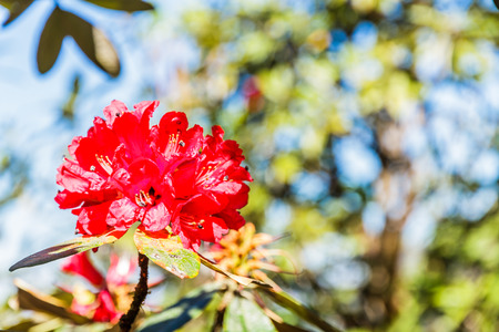 Rhododendron arboreum flower on Kew Mae Pan Nature Trail, Doi Inthanon National Park, Chiang mai, Thailand.の写真素材