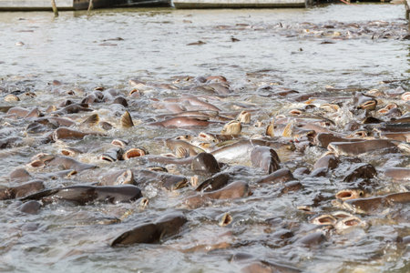 Black ear catfish in Sakae Krang River area Thasung Temple, Uthaithani, Thailand.