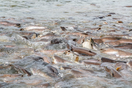 Black ear catfish in Sakae Krang River area Thasung Temple, Uthaithani, Thailand.