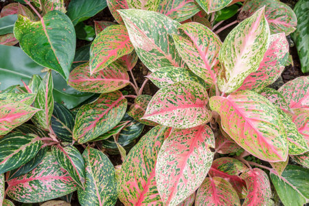 Common name: Aglaonema Scientific name: Aglaonema sp. Family: Araceaeの写真素材