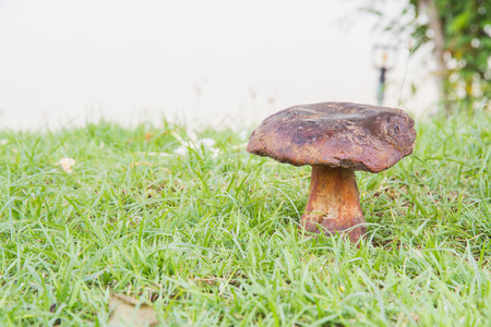 Bolete mushroom in nature, Thailand call Tap Tao mushrooms. Scientific name Thaeogyroporus porentosus (berk. ET. Broome )の写真素材