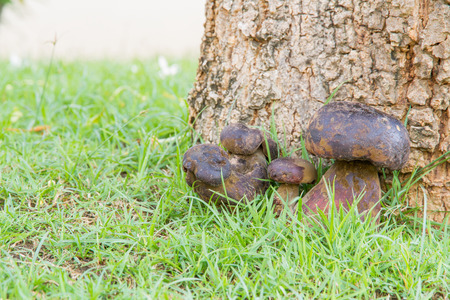 Bolete mushroom in nature, Thailand call Tap Tao mushrooms. Scientific name Thaeogyroporus porentosus (berk. ET. Broome )の写真素材