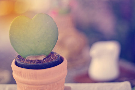 Heart of green leaves in a flower pot. vintage style with copy space.