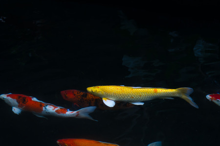 Japan fish call Carp or Koi fish colorful swimming in the pondの写真素材
