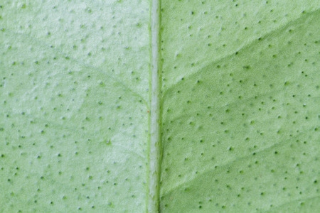 Back green leaf close up for background.の写真素材