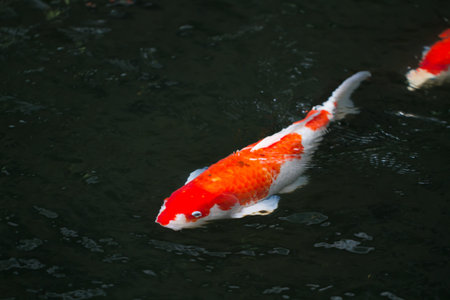 Japan fish call Carp or Koi fish colorful swimming in the pondの写真素材