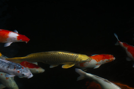 Japan fish call Carp or Koi fish colorful swimming in the pondの写真素材