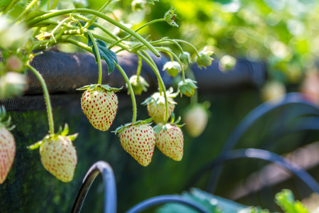 Fresh strawberry fruit in garden. Selective focus.の写真素材
