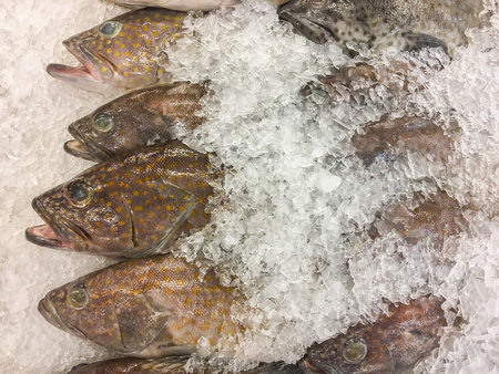 Greasy grouper fish fresh in ice sell on market.
