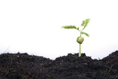 Shoots tree sprout in the soil isolated white background with copy space.の写真素材