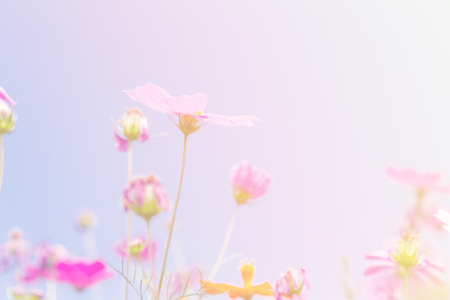 Cosmos flower color pink and yellow background blue sky with copy space.の写真素材