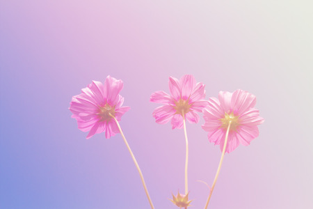 Cosmos flower color pink background blue sky with copy space.の写真素材