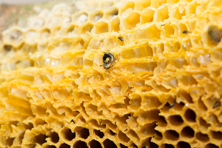 Fresh honeycomb it have bee keep in nature.の写真素材