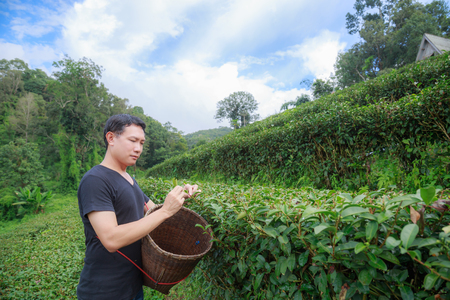 Asia man middle age keep the tea leaves in the basket in the tea plantation.の写真素材
