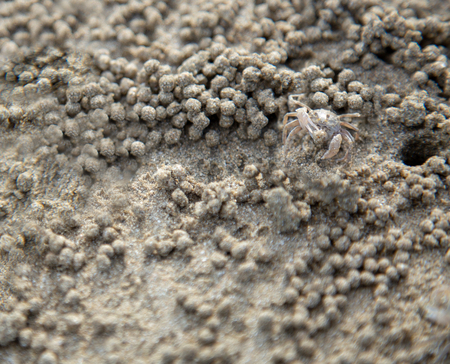 Ghost crab molding sand at the beach. It Scientific name Ocypode, Family Ocypodidae, Subfamily Ocypodinae.の写真素材