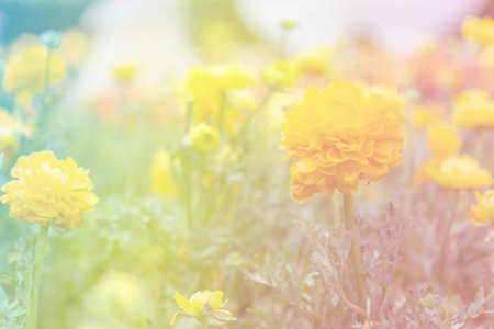Yellow Ranunculus blossom beautiful at morning with sunlight  in the garden spring season.