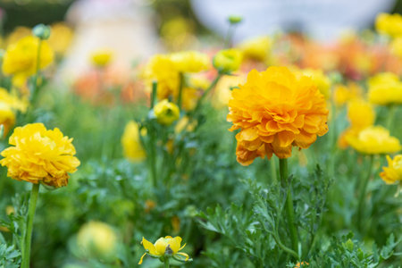 Yellow Ranunculus blossom beautiful in the garden spring season.